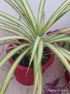 Spyder 🌱 Plant