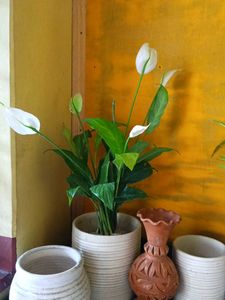 Piece Lily with Flowers