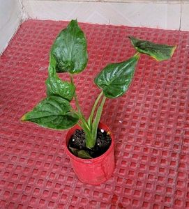 Alocasia cucullata (Elephant Ear) Plant &amp; Pot