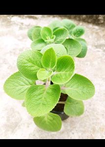 Ajwain plant