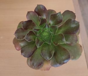 Irish rose succulent