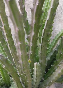 Long Cactus