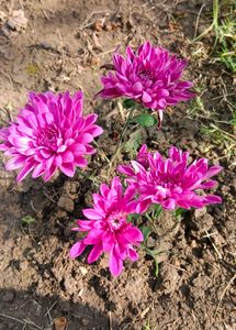 Chrysanthemum Plants With Roots  Multicolour