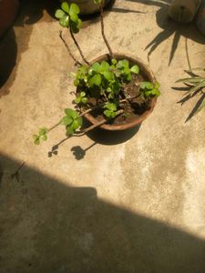 Lucky Jade Plant With Root Outdoor-indoor