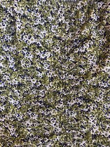 Floral Puff Sleeve Top