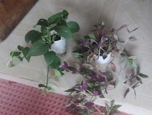 Set 2 Money &amp;Zabronics Plants