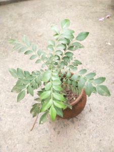 Healthy Curry Leaves Plant With Root