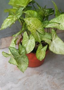 Syngonium Live Plant