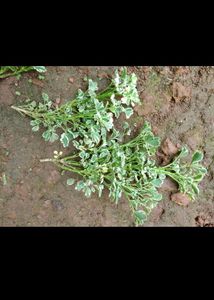 Aralia Variegated