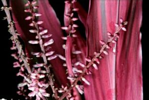 Dracaena Red Ruby Plant 🌵&amp; Pot