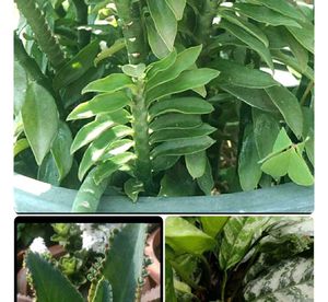 Combo for @thriftstore