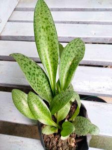Beautiful Patterns On Leaves Plants Combo.
