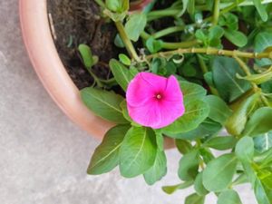 3-4 colours Type Of Nayantara Plants With Roots