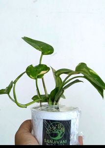 3 Plants With Pot