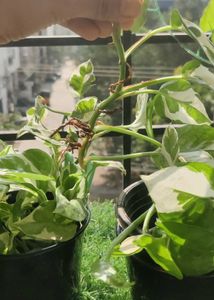 Money Plant ☘️one Piece