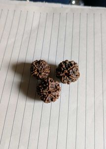 5 Mukkhi Rudraksh