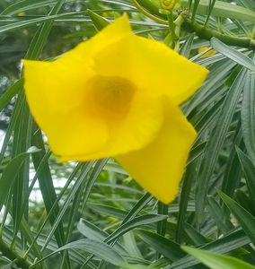 Kaner Plants Seeds (5 Seed)