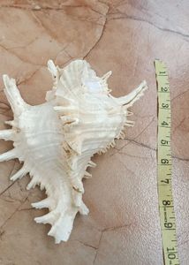 Shank Or Sea Decoration