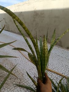 Combo Of Live Snake Plant -2 And Seeds