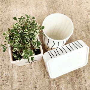 Bath Mat, Tooth Brush Holder, Soap Case Combo