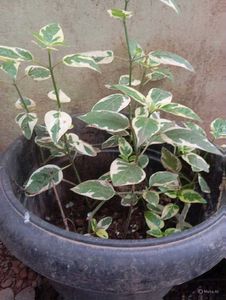 Combo Of 10 Live Root Plants ☘️🌱