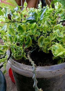Jacob&#39;s Ladder Plant