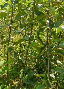 Hot Climate Apple Plant Anna, Hermann99, Golden 100℅ Gauranteed