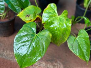 10 Live Root Plants