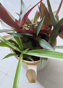 One Spider And Rhoeo plant