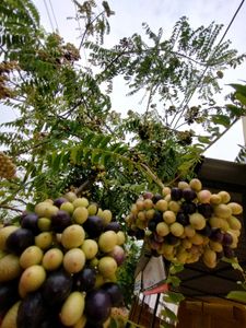 Curry Leaves Plant Seeds