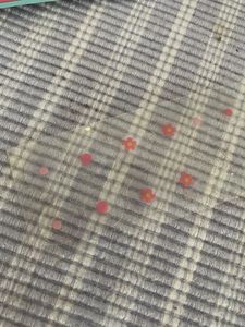 Shimmer Blush Wit Free Pimple Patch