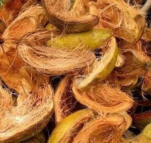 Indian Sage Coconut Husk
