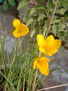 Vibrant Yellow Rain Lily Plant
