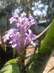 Live Flower  Plant