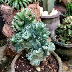 assorted cactus collection