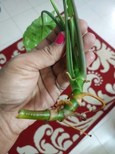 5 Combo Plants