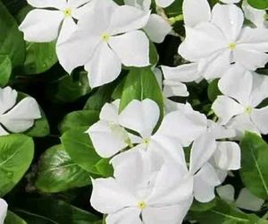 🎉Combo Of 2 Sadabhar Flower Plants 🌸🍀
