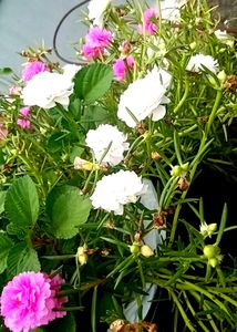 Table Rose Plant