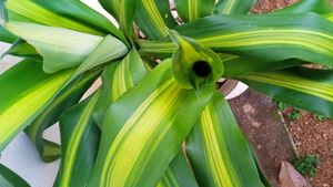 Indoor-Outdoor Plant