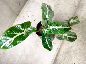 Indoor Plants Combo Offer