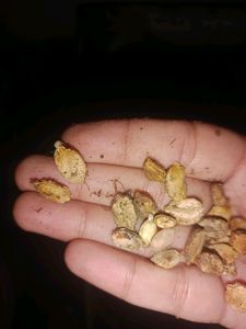 Karela Seeds/Bitter Guard/Blood Purifier 100%germinated With Prove...