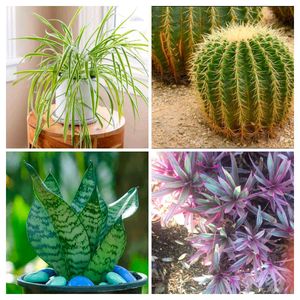 12 Indoor Plant Collection