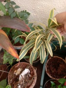 @sunder_kumar Plants