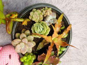 SUCCULENTS COMBO of 9