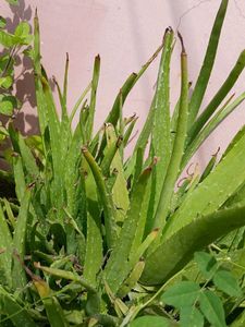 Aloe Vera Plant