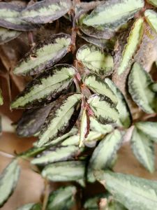Pellionia Vine