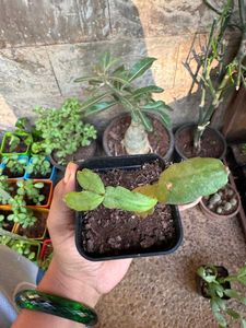 Christmas Cactus
