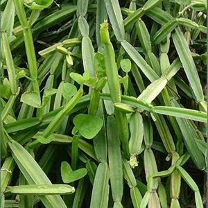 Hajod Plants Pack Of 1