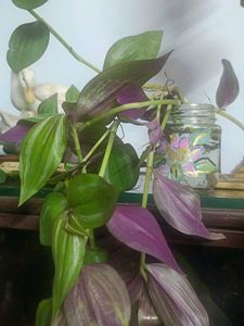 Wandering Jew Plant in Painted Jar