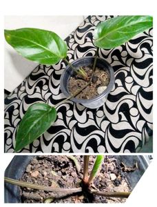 Combo Plants